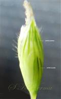  Bisexual floret- Upper glume at base and lemma above